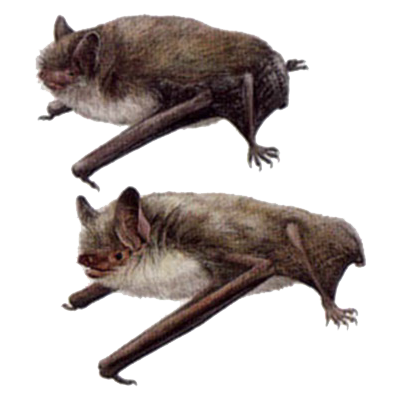 imatge especies myotis